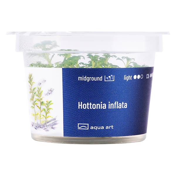 HOTTONIA INFLATA