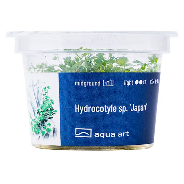 HYDROCOTYLE SP. JAPAN