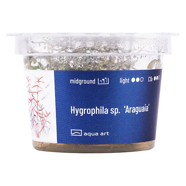 HYGROPHILA SP. ARAGUAIA