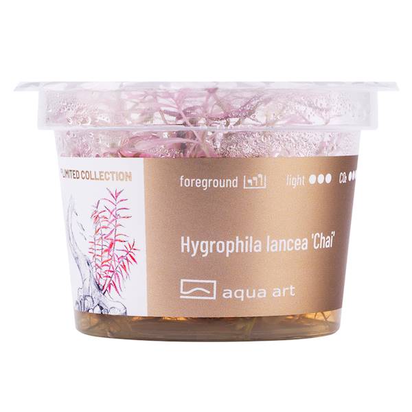 HYGROPHILA LANCEA CHAI