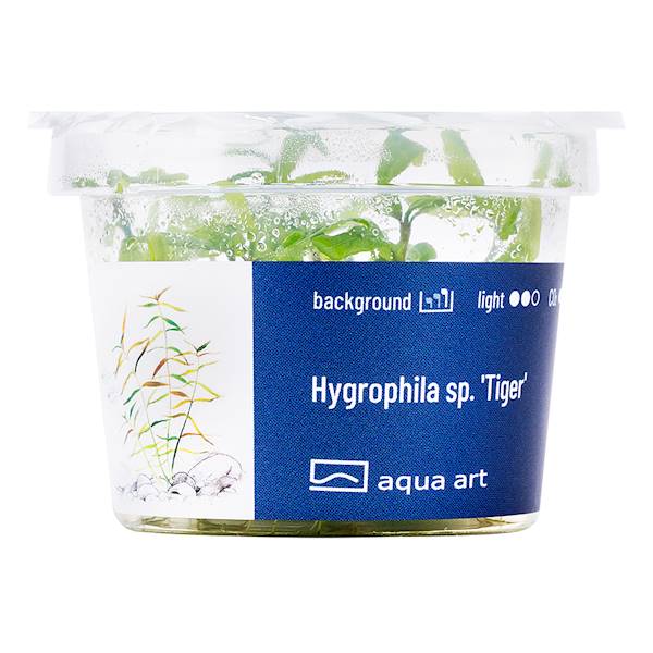 HYGROPHILA SP. TIGER