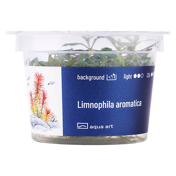 LIMNOPHILA AROMATICA AQUA ART