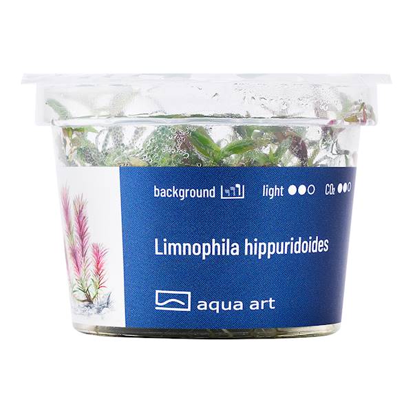 LIMNOPHILA HIPPURIDOIDES