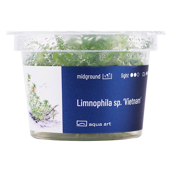 LIMNOPHILA VIETNAM