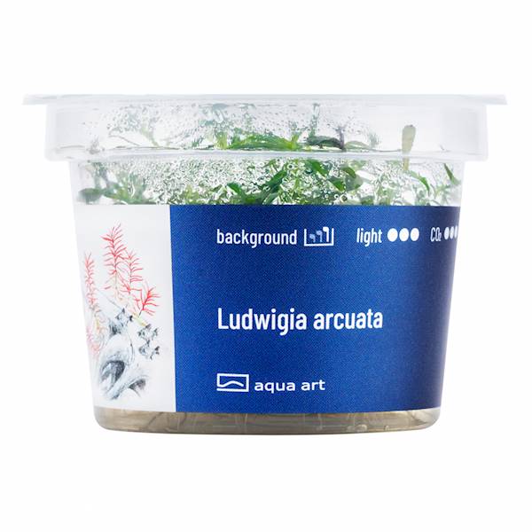 LUDWIGIA ARCUATA