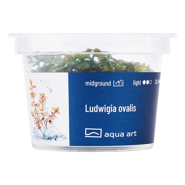 LUDWIGIA OVALIS AQUA ART