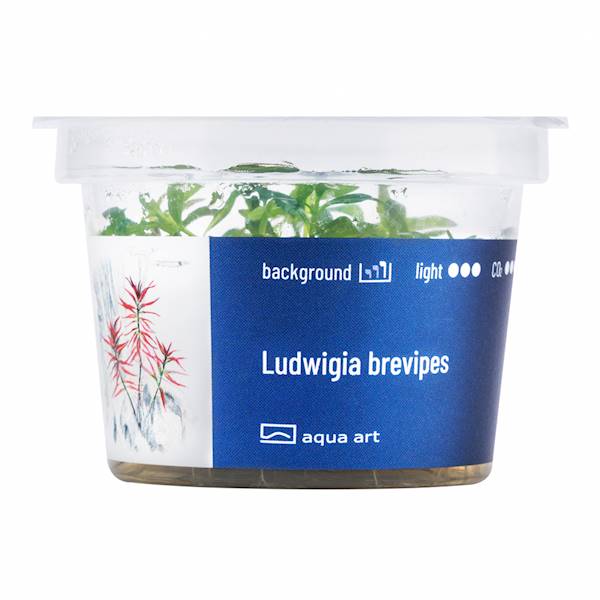 LUDWIGIA BREVIPES AQUA ART
