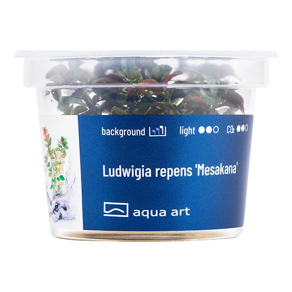 LUDWIGIA REPENS MESAKANA
