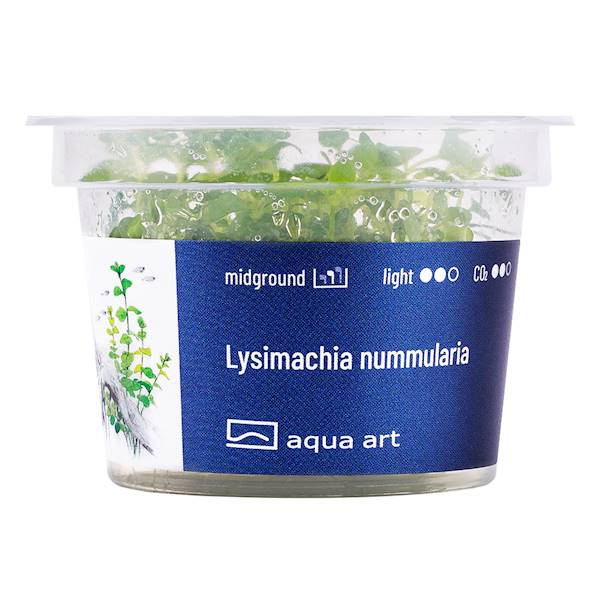 LYSIMACHIA NUMMULARIA