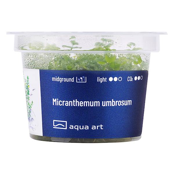 MICRANTHEMUM UMBROSUM AQUA ART