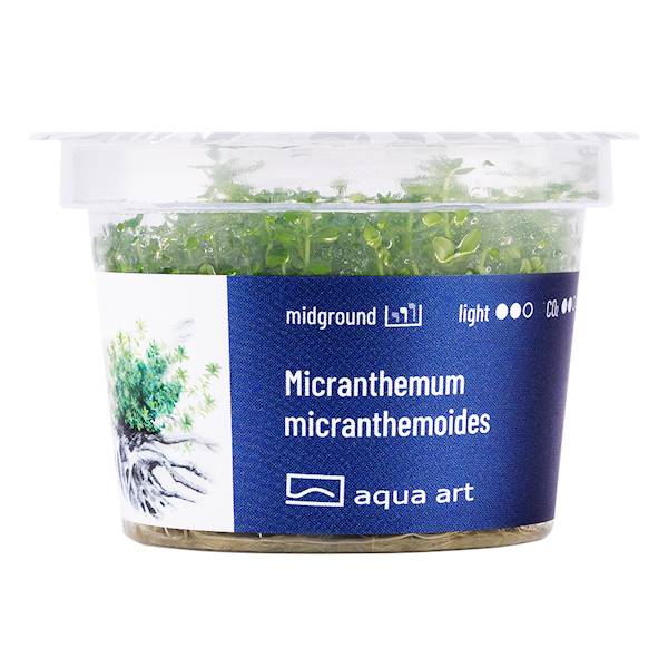 MICRANTHEMUM MICRANTHEMOIDES AQUA ART