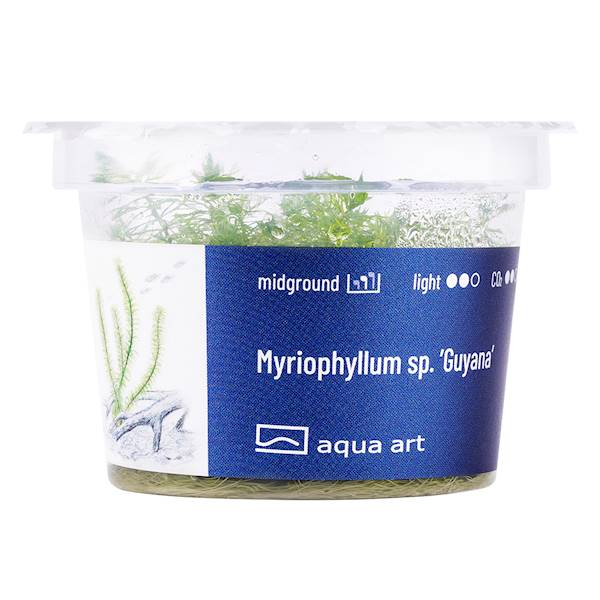 MYRIOPHYLLUM SP. GUYANA AQUA ART