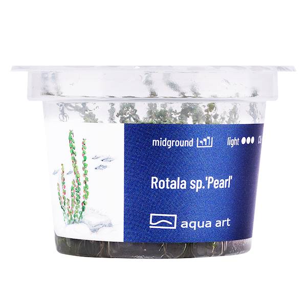 ROTALA SP. PEARL AQUA ART