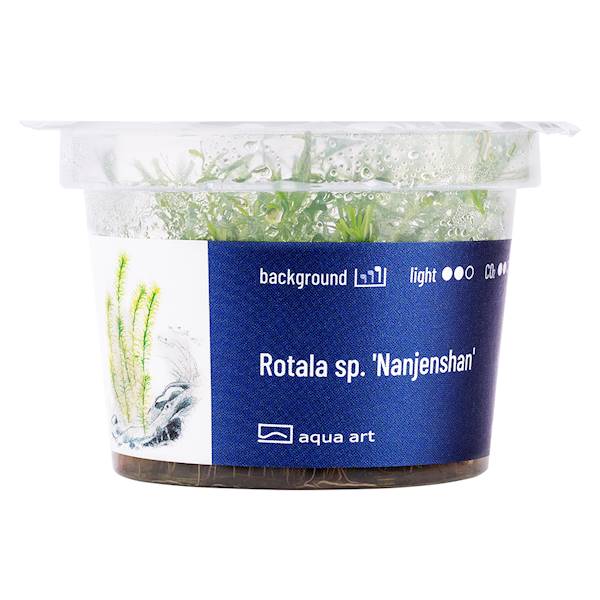 ROTALA SP. NANJENSHAN