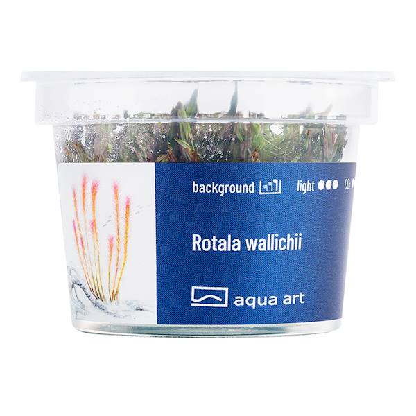 ROTALA SP. YAO YAI