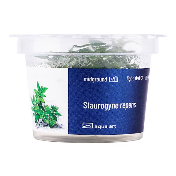 STAUROGYNE REPENS