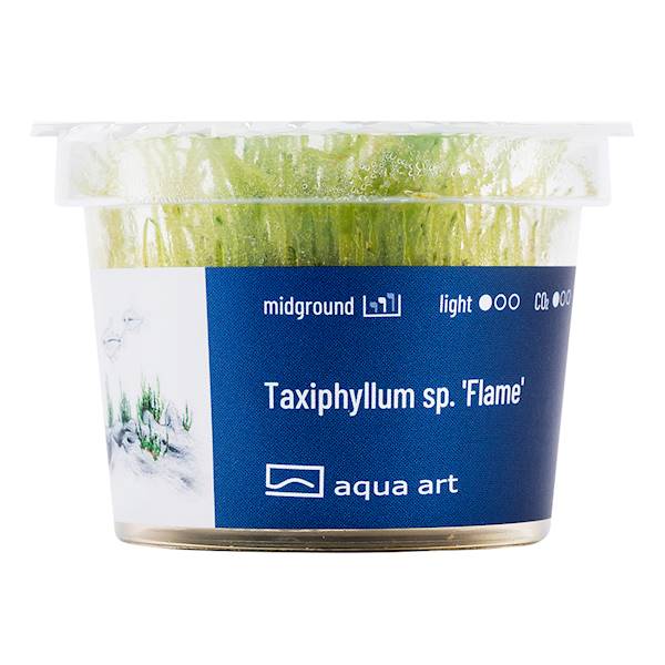 TAXIPHYLLUM SP. FLAME AQUA ART