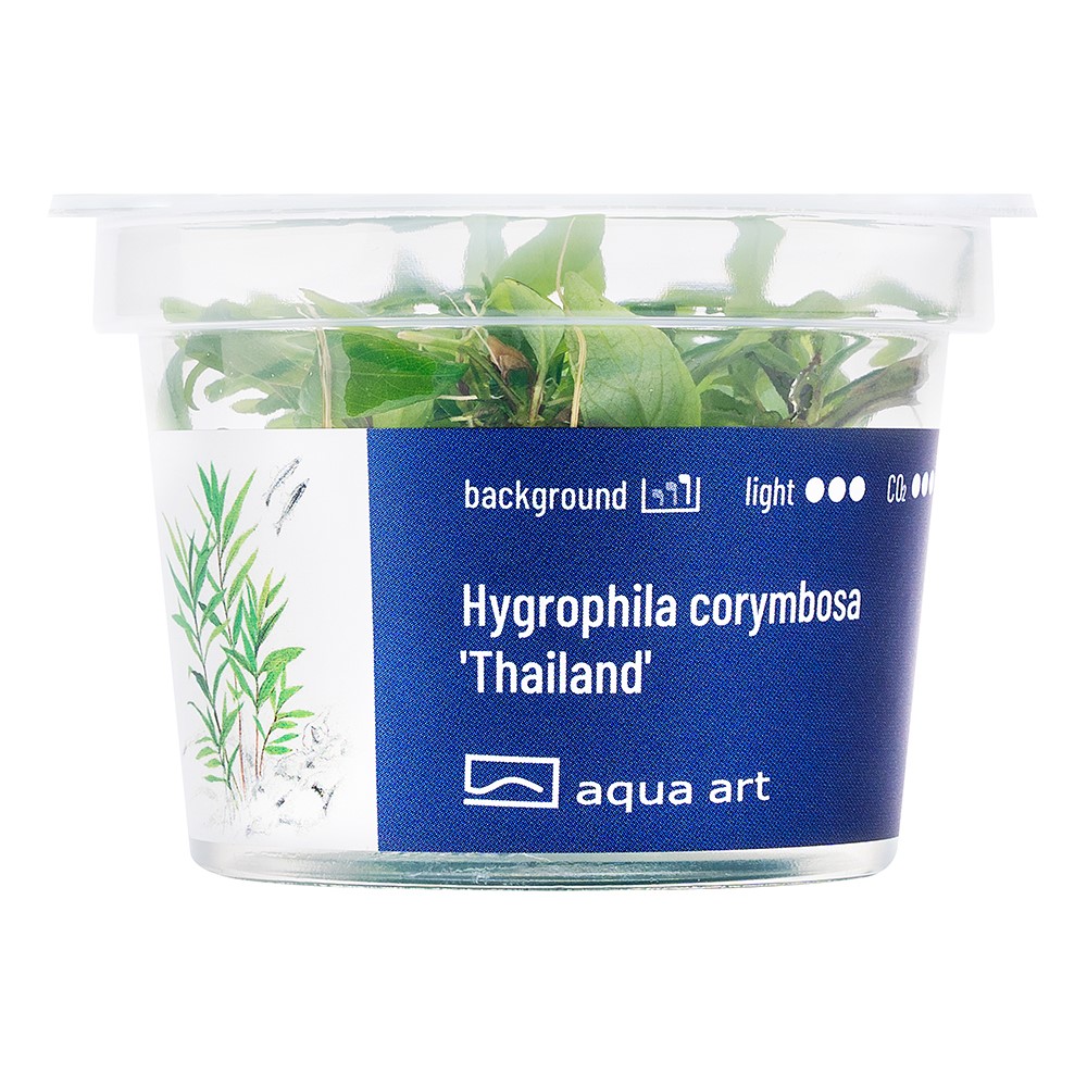 HYGROPHILA CORYMBOSA THAILANDIA AQUA ART