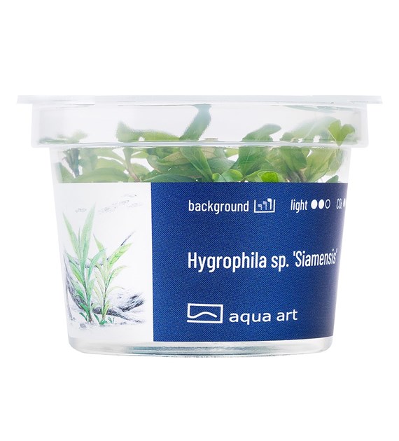 HYGROPHILA sp.SIAMENSIS