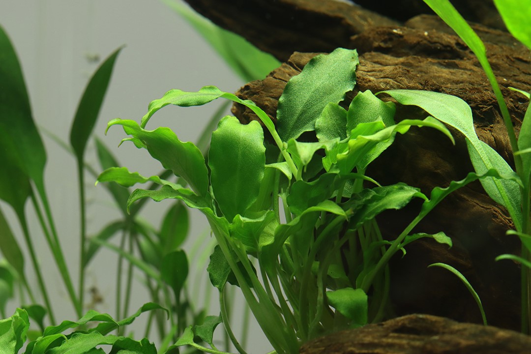 SCHISMATOGLOTTIS PRIETOI
