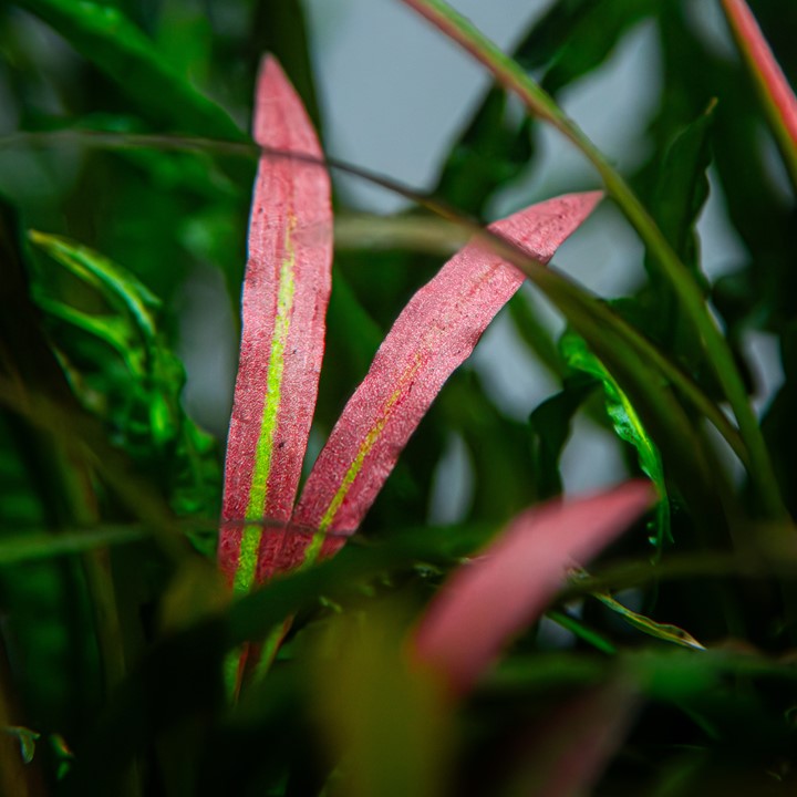 CRYPTOCORYNE SPIRALIS RED TROPICA