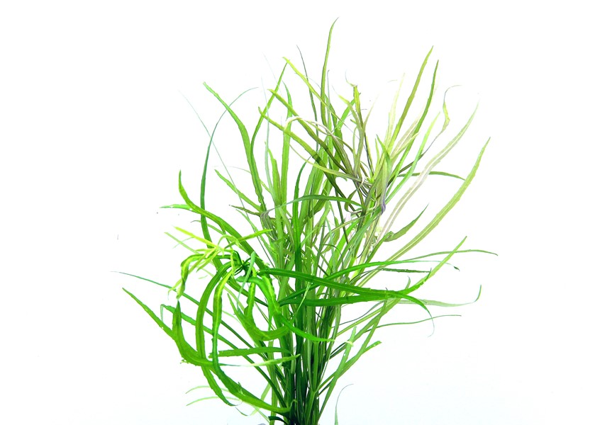 POGOSTEMON QUADRIFOLIUS DENNERLE PLANTS