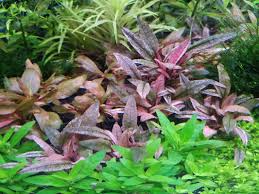 CRYPTOCORYNE PINK PANTHER TROPICALNATURE