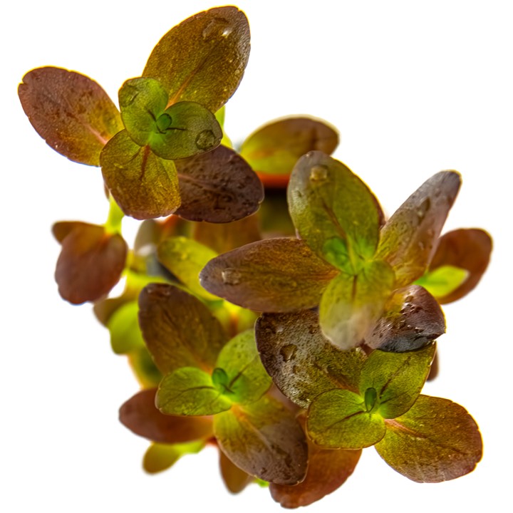 BACOPA SALZMANNI PURPLE