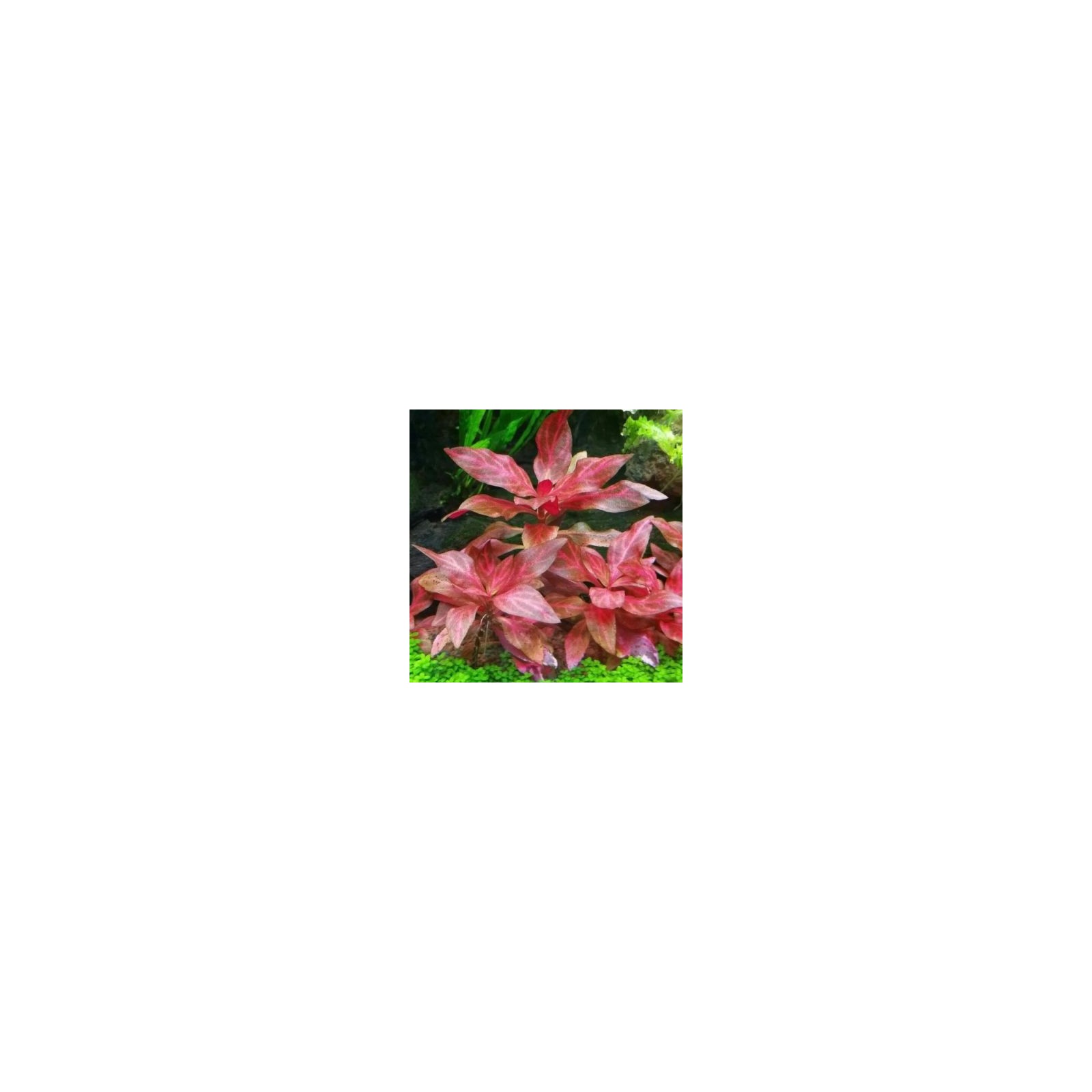 ALTERNANTHERA REINECKII Rosanervig AQUAFLORA