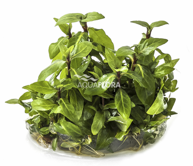 STAUROGYNE REPENS