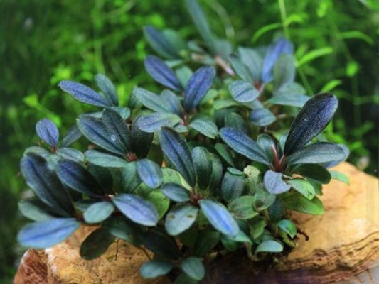 BUCEPHALANDRA BLUE GREEN TROPICALNATURE