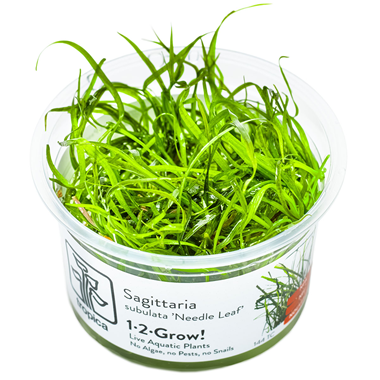 SAGITTARIA SUBULATA NEEDLE LEAF