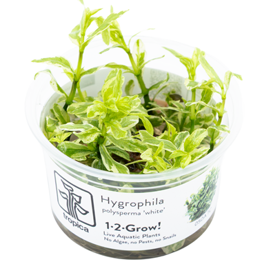 HYGROPHILA POLYSPERMA WHITE