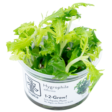 HYGROPHILA DIFFORMIS