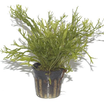 MICROSORUM PTEROPUS Windelow TROPICA