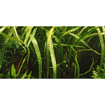 CRYPTOCORYNE CRISPATULA