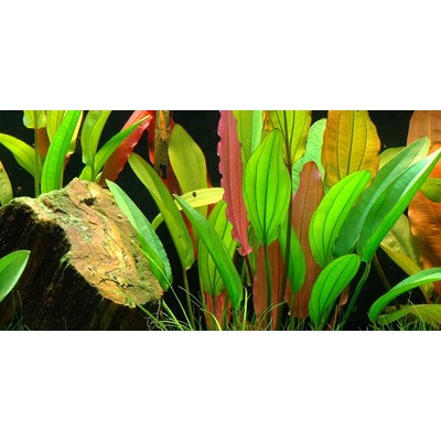 ECHINODORUS - Red Diamond