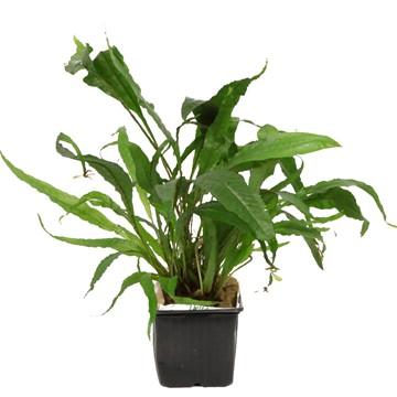 MICROSORUM PTEROPUS XL