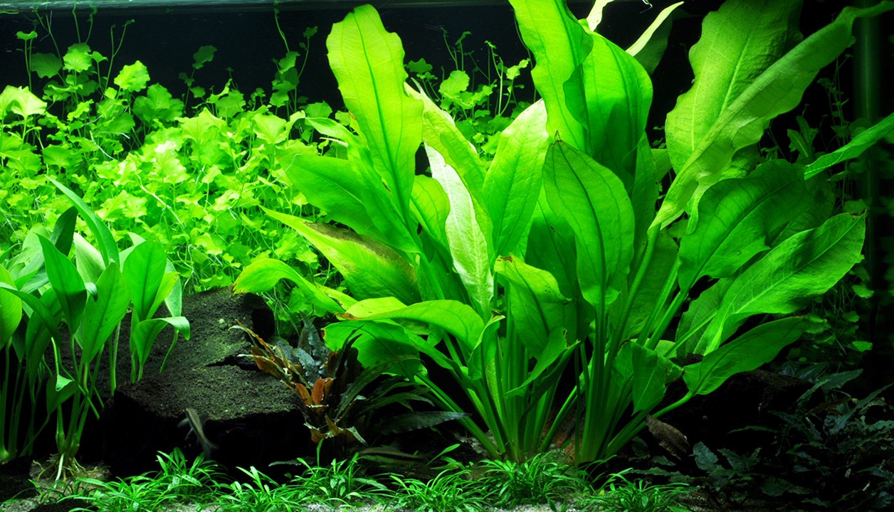 ECHINODORUS GRISEBACHII BLEHERAE XL