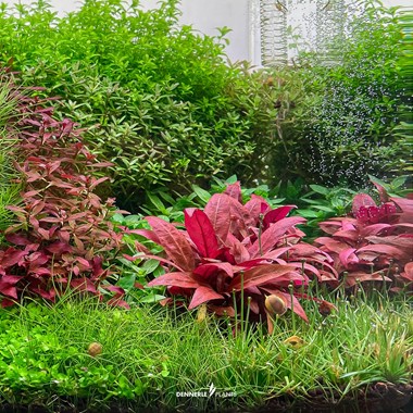ALTERNANTHERA REINECKII MINI DENNERLE PLANTS