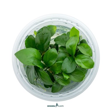 ANUBIAS BARTERI NANA 