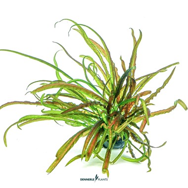 CRYPTOCORYNE CRISPATULA DENNERLE PLANTS