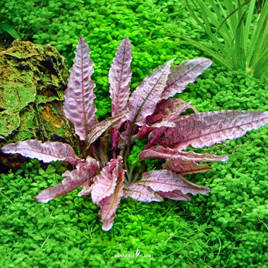 CRYPTOCORYNE SPEC. FLAMINGO DENNERLE PLANTS