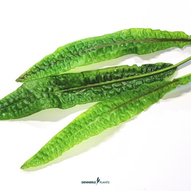 CRYPTOCORYNE USTERIANA