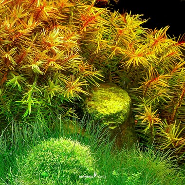 DIDIPLIS DIANDRA DENNERLE PLANTS