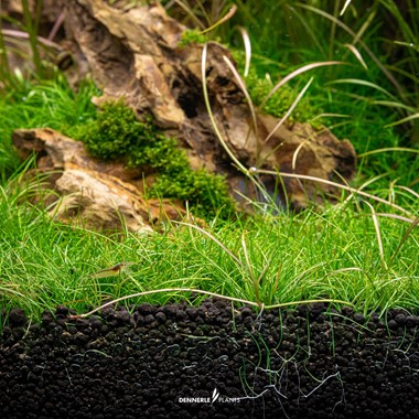 ELEOCHARIS PUSILLA DENNERLE PLANTS