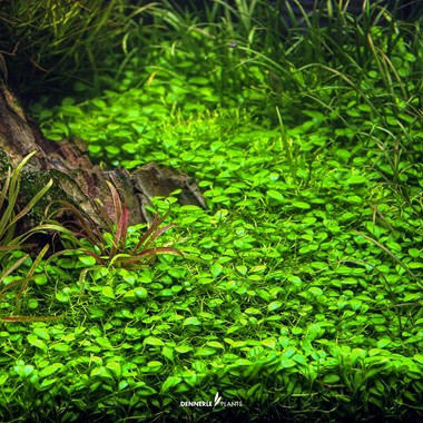 GLOSSOSTIGMA ELATINOIDES