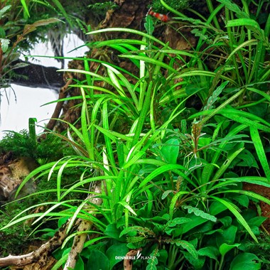 HELANTHIUM TENELLUM BROAD LEAF DENNERLE PLANTS