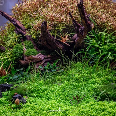 HEMIANTHUS CALLITRICHOIDES CUBA