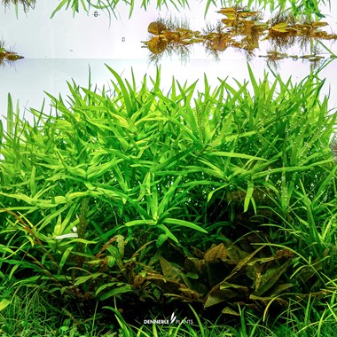 HETERANTHERA ZOSTERIFOLIA DENNERLE PLANTS